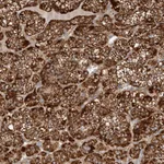 Atlas Antibodies Anti-APLF Antibody