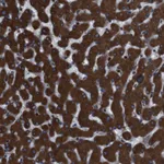 Atlas Antibodies Anti-APMAP Antibody