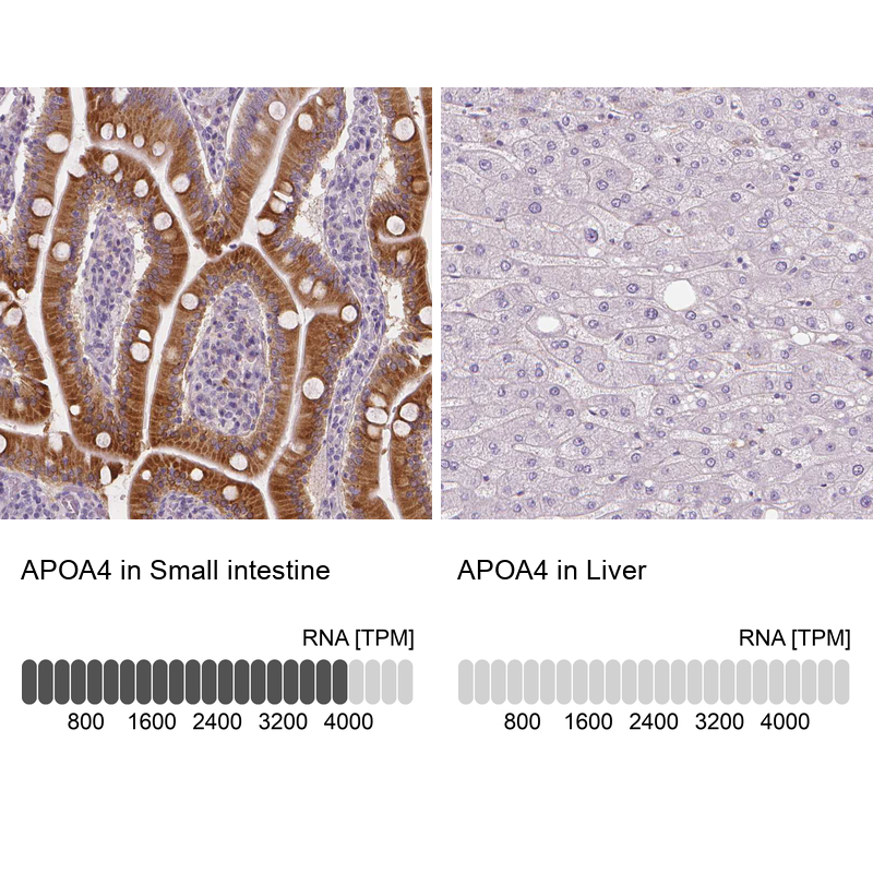 Atlas Antibodies Anti-APOA4 Antibody