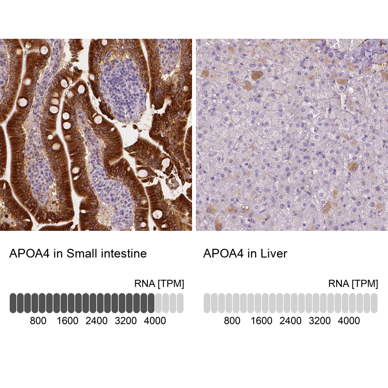 Atlas Antibodies Anti-APOA4 Antibody
