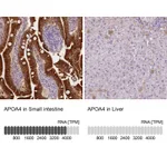 Atlas Antibodies Anti-APOA4 Antibody