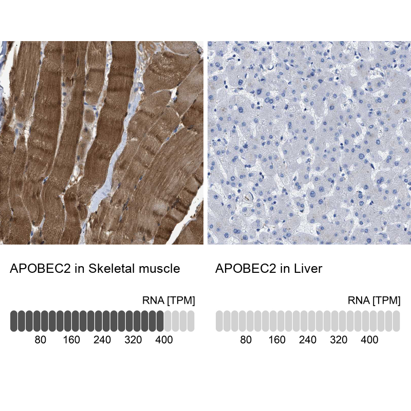 Atlas Antibodies Anti-APOBEC2 Antibody