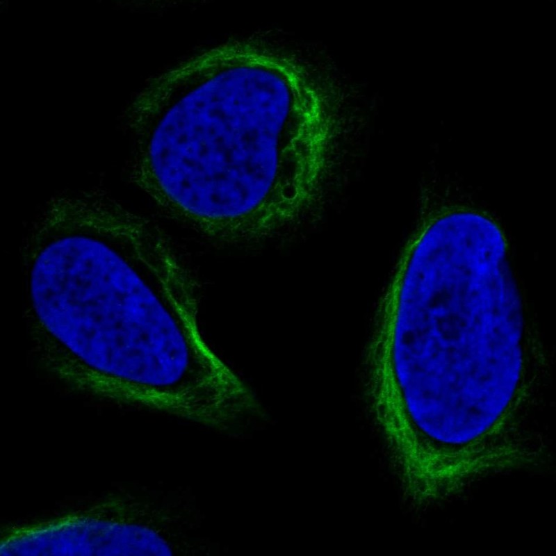 Atlas Antibodies Anti-APOBEC3C Antibody