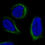 Atlas Antibodies Anti-APOBEC3C Antibody