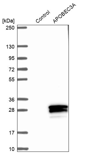 Atlas Antibodies Anti-APOBEC3A Antibody