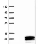 Atlas Antibodies Anti-APOBEC3A Antibody