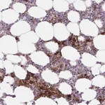 Atlas Antibodies Anti-APOBEC3D Antibody