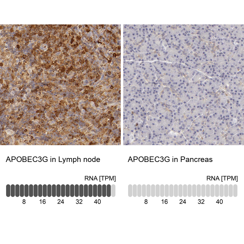Atlas Antibodies Anti-APOBEC3G Antibody