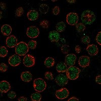 Atlas Antibodies Anti-APOBEC3H Antibody