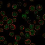 Atlas Antibodies Anti-APOBEC3H Antibody