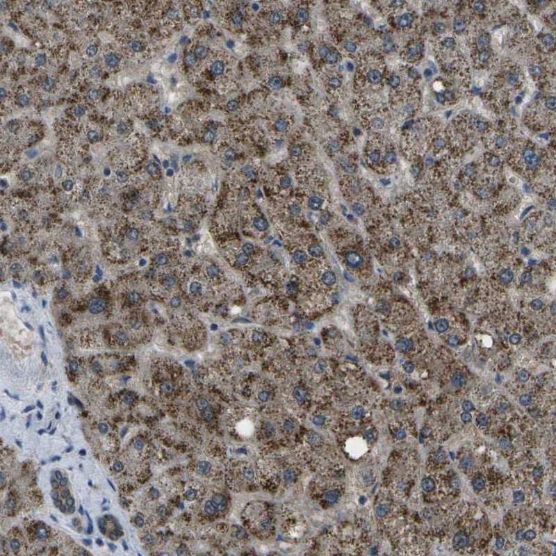 Atlas Antibodies Anti-APOBEC4 Antibody