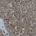 Atlas Antibodies Anti-APOBEC4 Antibody