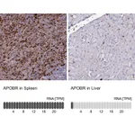 Atlas Antibodies Anti-APOBR Antibody