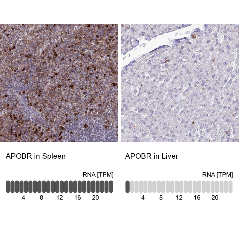 Atlas Antibodies Anti-APOBR Antibody