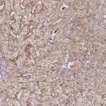 Atlas Antibodies Anti-APOC1 Antibody