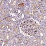 Atlas Antibodies Anti-APOC4 Antibody