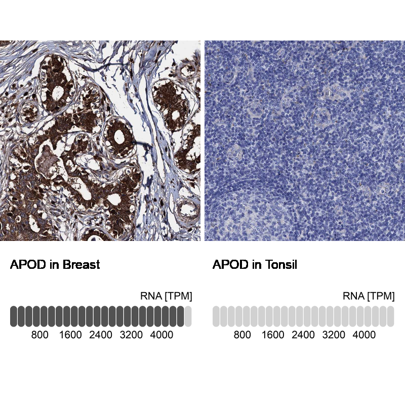 Atlas Antibodies Anti-APOD Antibody