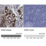 Atlas Antibodies Anti-APOD Antibody