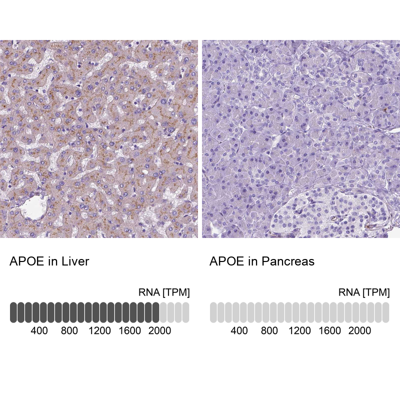 Atlas Antibodies Anti-APOE Antibody