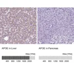 Atlas Antibodies Anti-APOE Antibody