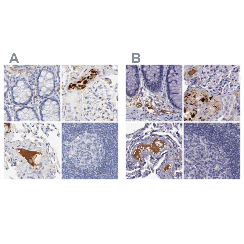Atlas Antibodies Anti-APOH Antibody