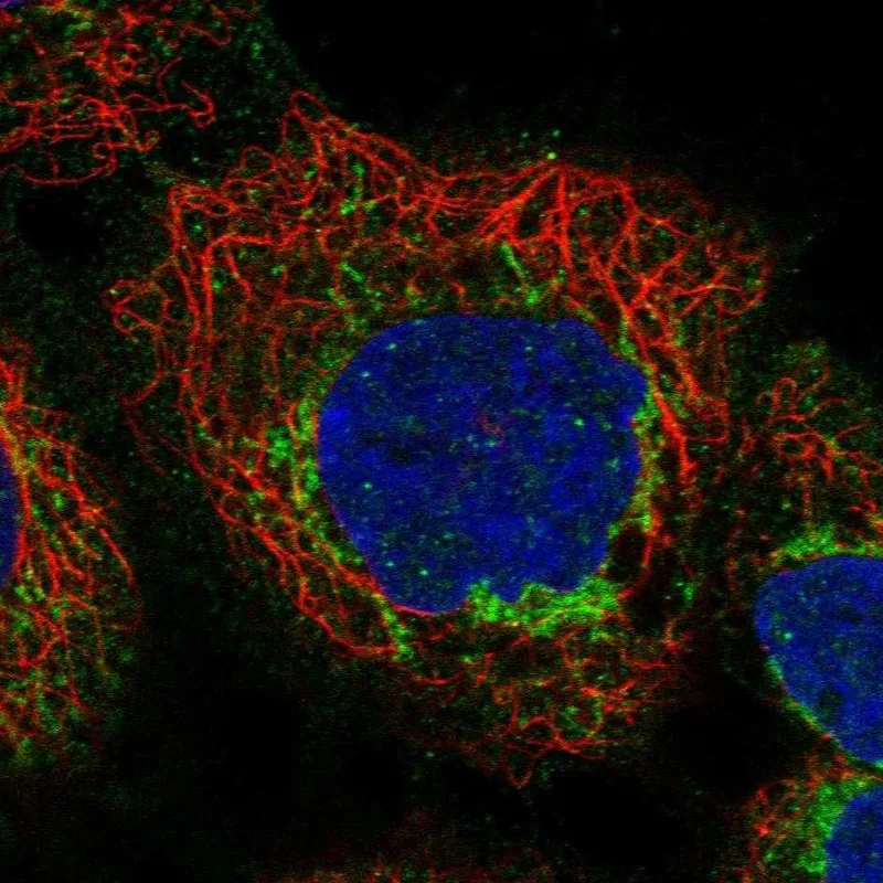 Atlas Antibodies Anti-APOL3 Antibody