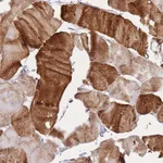 Atlas Antibodies Anti-APOL4 Antibody