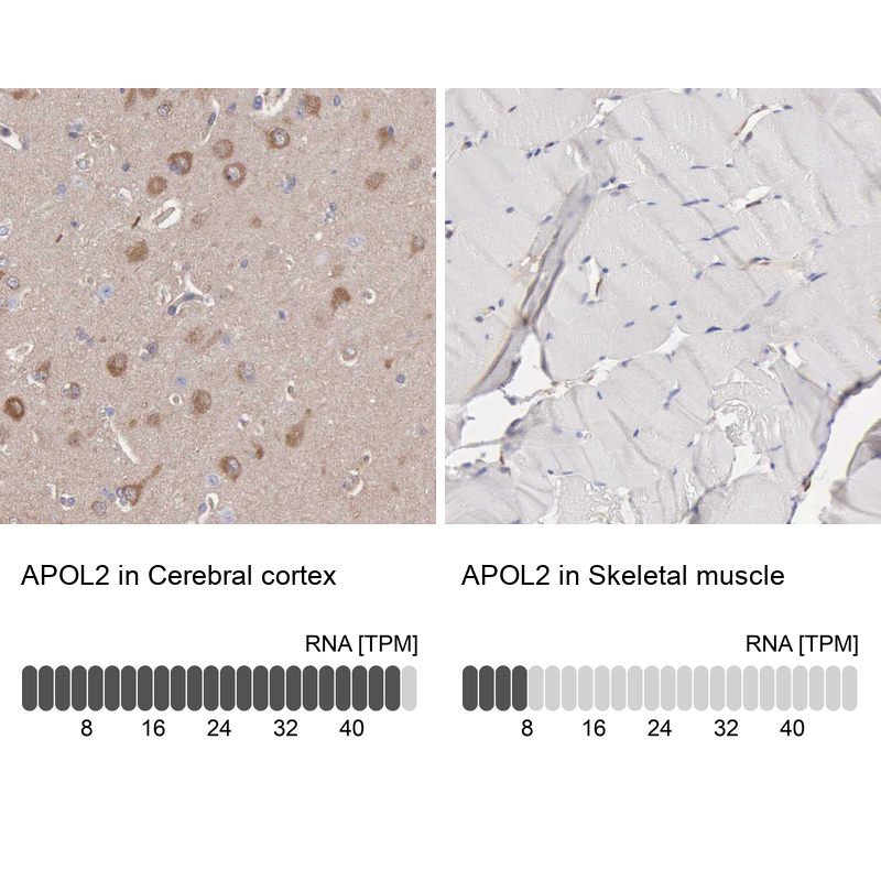 Atlas Antibodies Anti-APOL2 Antibody