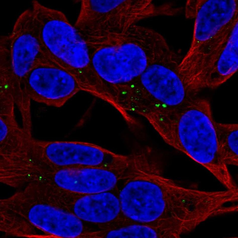Atlas Antibodies Anti-APOL4 Antibody
