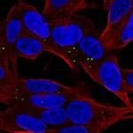 Atlas Antibodies Anti-APOL4 Antibody
