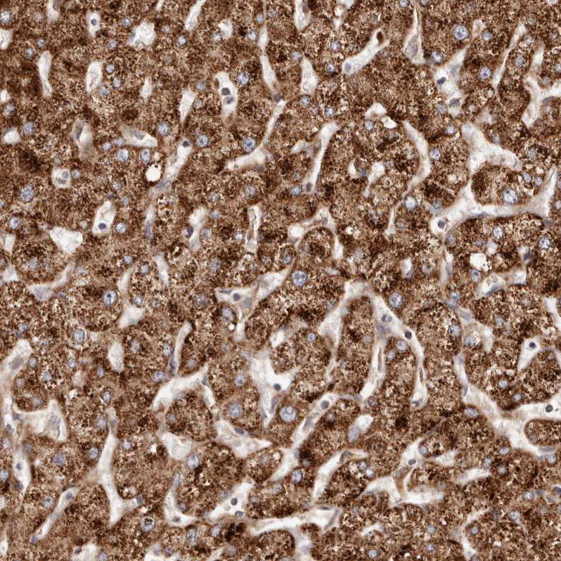 Atlas Antibodies Anti-APOL6 Antibody