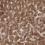 Atlas Antibodies Anti-APOL6 Antibody