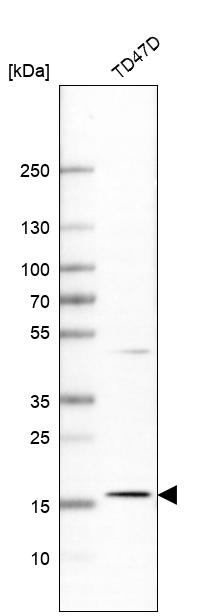 Atlas Antibodies Anti-APOO Antibody