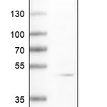 Atlas Antibodies Anti-APOO Antibody