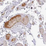 Atlas Antibodies Anti-APOM Antibody