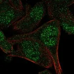 Atlas Antibodies Anti-APPBP2 Antibody
