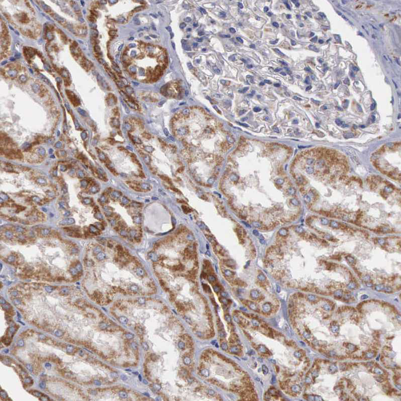 Atlas Antibodies Anti-APOOL Antibody