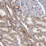 Atlas Antibodies Anti-APOOL Antibody