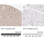 Atlas Antibodies Anti-APP Antibody