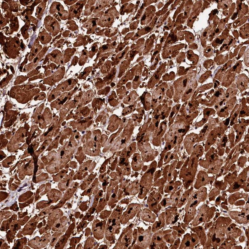 Atlas Antibodies Anti-APPL2 Antibody