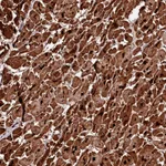 Atlas Antibodies Anti-APPL2 Antibody
