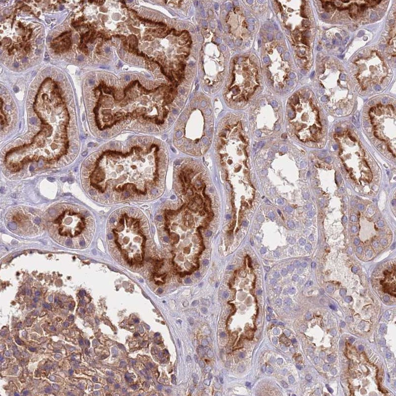 Atlas Antibodies Anti-APPL2 Antibody