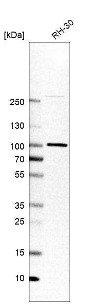 Atlas Antibodies Anti-APPL1 Antibody