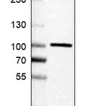 Atlas Antibodies Anti-APPL1 Antibody