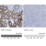 Atlas Antibodies Anti-AQP1 Antibody