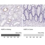 Atlas Antibodies Anti-AQP2 Antibody