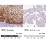 Atlas Antibodies Anti-AQP3 Antibody