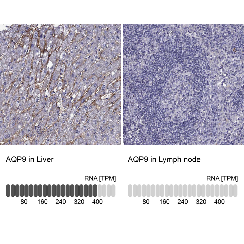 Atlas Antibodies Anti-AQP9 Antibody
