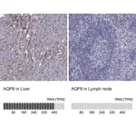 Atlas Antibodies Anti-AQP9 Antibody