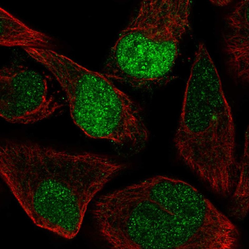 Atlas Antibodies Anti-AQR Antibody